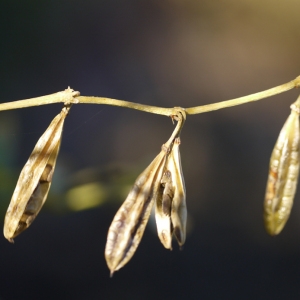 Photographie n°99274 du taxon Zygophyllum fabago L. [1753]