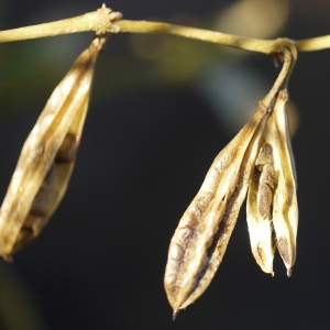 Photographie n°99275 du taxon Zygophyllum fabago L. [1753]