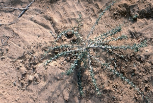 Liliane Roubaudi, le 19 mars 2006 (Tunisie)