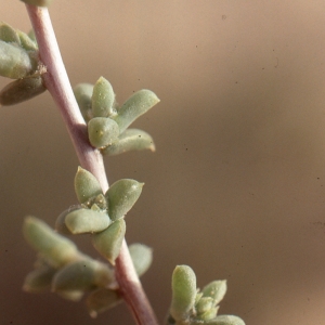 Photographie n°99281 du taxon Salsola sieberi Presl.