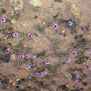 Photographie n°99297 du taxon Scorzonera coronopifolia var. undulata Rouy