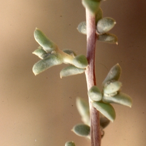 Photographie n°99299 du taxon Salsola sieberi Presl.