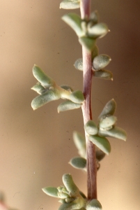 Liliane Roubaudi, le 19 mars 2006 (Tunisie)