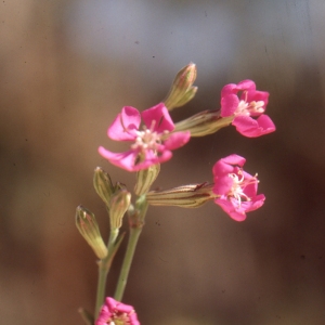 Silene colorata Poir. (Silène coloré)