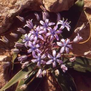 Scilla villosa Desf.