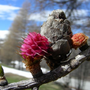 Larix europaea DC. (Mélèze commun)