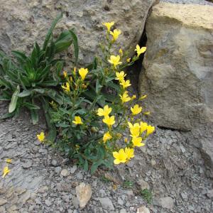 Photographie n°99371 du taxon Linum campanulatum L.