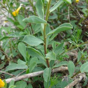 Photographie n°99373 du taxon Linum campanulatum L.