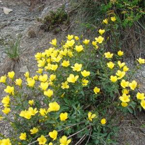 Photographie n°99375 du taxon Linum campanulatum L.