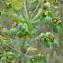  Paul Fabre - Euphorbia characias L. [1753]