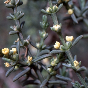  - Salsola longifolia Forssk.