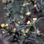  Liliane Roubaudi - Salsola longifolia Forssk.