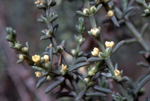 Liliane Roubaudi, le 20 mars 2005 (Maroc)