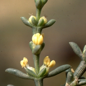  - Salsola longifolia Forssk.