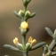  Liliane Roubaudi - Salsola longifolia Forssk.
