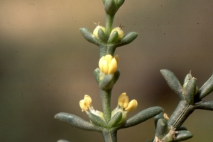 Liliane Roubaudi, le 20 mars 2005 (Maroc)