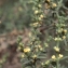  Liliane Roubaudi - Salsola longifolia Forssk.