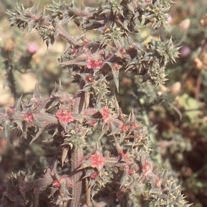 Photographie n°99638 du taxon Salsola kali L. [1753]