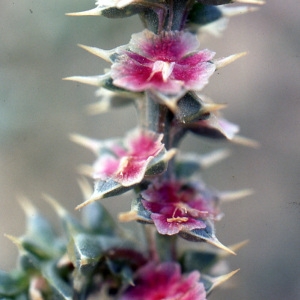 Photographie n°99639 du taxon Salsola kali L. [1753]
