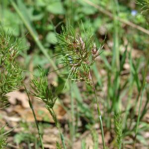 Photographie n°99827 du taxon Poa bulbosa L. [1753]