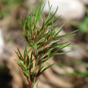 Photographie n°99831 du taxon Poa bulbosa L. [1753]