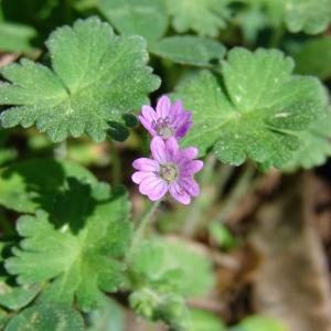 Photographie n°99834 du taxon Geranium molle L. [1753]