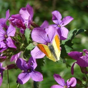 Photographie n°99845 du taxon Lunaria annua L. [1753]