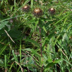 Photographie n°99874 du taxon Carlina biebersteinii Bernh. ex Hornem. [1819]