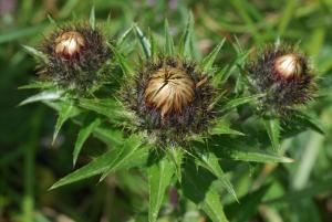 Pascal Amblard, le 25 juillet 2007 (Metzeral (Wormspel))