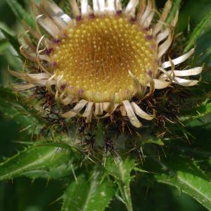 Photographie n°99877 du taxon Carlina biebersteinii Bernh. ex Hornem. [1819]