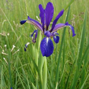 Iris spuria L. (Iris bâtard)