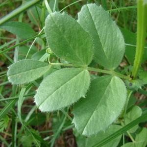 Photographie n°99912 du taxon Vicia serratifolia Jacq. [1778]