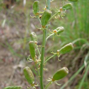 Photographie n°99914 du taxon Reseda lutea L. [1753]