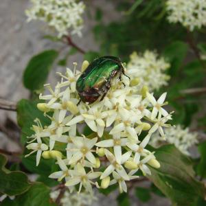 Photographie n°99916 du taxon Cornus sanguinea L. [1753]