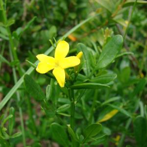 Photographie n°99917 du taxon Jasminum fruticans L. [1753]