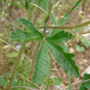 Photographie n°99920 du taxon Althaea hirsuta L. [1753]