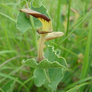 Photographie n°99923 du taxon Aristolochia pistolochia L. [1753]