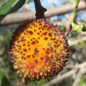 Photographie n°99969 du taxon Arbutus unedo L. [1753]