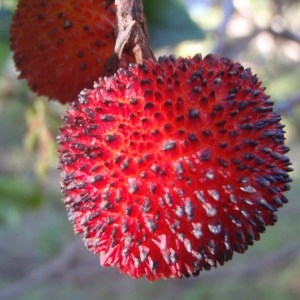 Photographie n°99970 du taxon Arbutus unedo L. [1753]