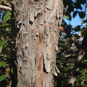 Photographie n°99972 du taxon Arbutus unedo L. [1753]