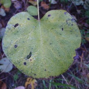 Photographie n°99973 du taxon Cercis siliquastrum L. [1753]