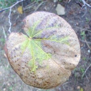 Photographie n°99974 du taxon Cercis siliquastrum L. [1753]