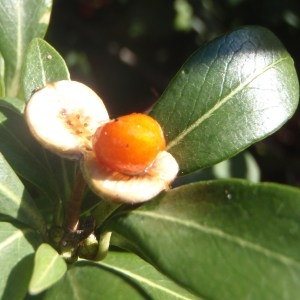  - Pittosporum Banks ex Sol. [1788]