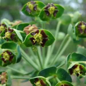 Photographie n°100001 du taxon Euphorbia characias L. [1753]