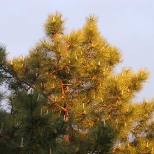  - Pinus nigra subsp. nigra