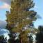  Paul Fabre - Pinus pinaster Aiton [1789]