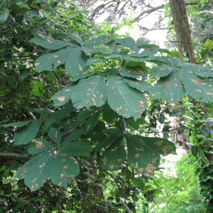 Photographie n°100100 du taxon Aesculus hippocastanum L. [1753]