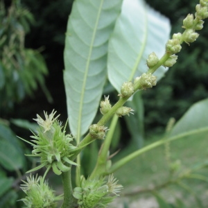 Photographie n°100110 du taxon Castanea sativa Mill.