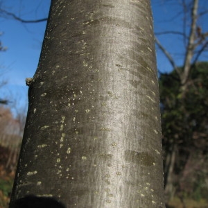 Photographie n°100119 du taxon Castanea sativa Mill. [1768]