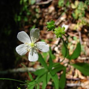 Photographie n°100163 du taxon Ranunculus platanifolius L. [1767]